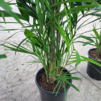 Ptychosperma macarthurii / Macarthur Palm 300mm