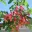 Cassia Rainbow Shower – One of the most sought after trees in Townsville